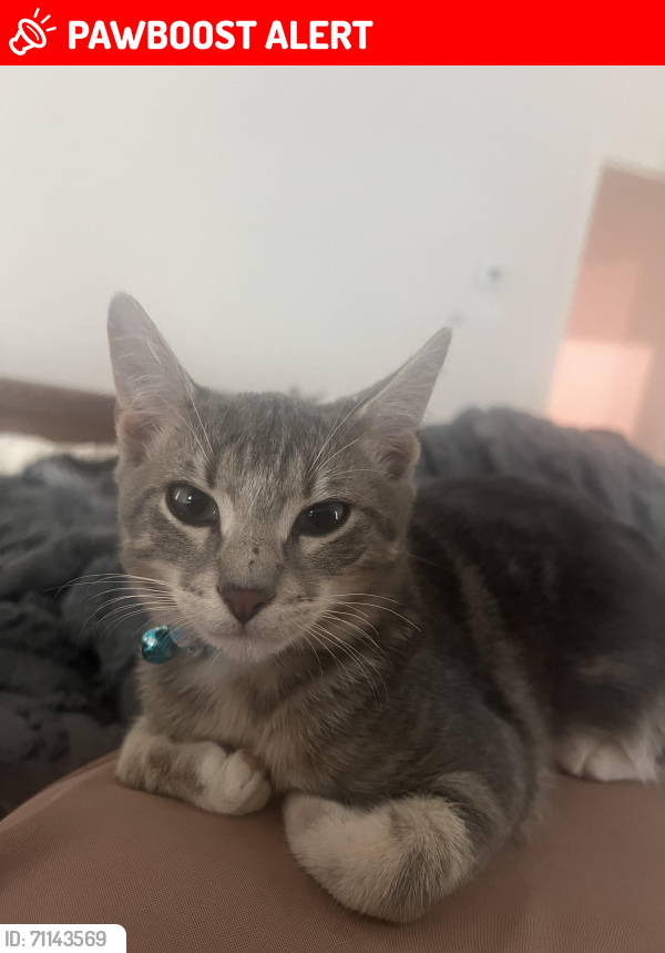 Lost Male Cat last seen Hwy 365, North Little Rock, AR 72113