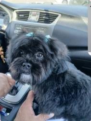 Lost Female Dog last seen Praise St.Inglewood CA.90303 , Inglewood, CA 90304