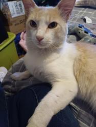 Lost Male Cat last seen GEORGIA ST,CAMBELL AVE VALLEJO CA, Vallejo, CA 94590