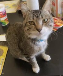 Lost Male Cat last seen By stop sign, Avondale, AZ 85323