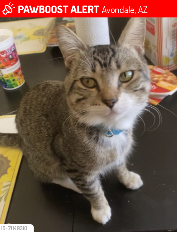 Lost Male Cat last seen By stop sign, Avondale, AZ 85323
