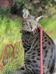 Lost Female Cat last seen Willow Glen apartments, Rodeo Ca, Rodeo, CA 94572