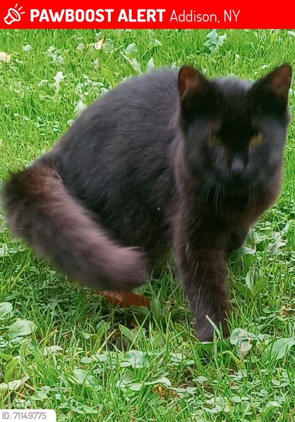 Lost Female Cat last seen County Route 2 , Addison, NY 14801