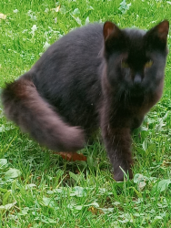 Lost Female Cat last seen County Route 2 , Addison, NY 14801