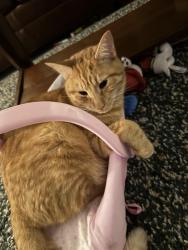 Lost Male Cat last seen Valnera Court in The Shores, Saint Augustine Shores, FL 32086