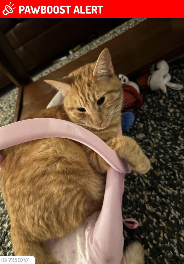 Lost Male Cat last seen Valnera Court in The Shores, Saint Augustine Shores, FL 32086
