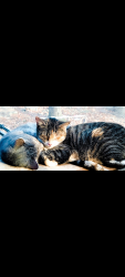 Lost Female Cat last seen Roaring Creek Road, Catawissa, PA 17820