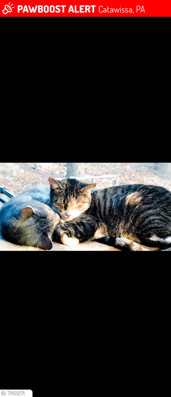 Lost Female Cat last seen Roaring Creek Road, Catawissa, PA 17820