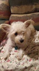 Lost Female Dog last seen Near balch rd Alvarado tx close to 67, Alvarado, TX 76009