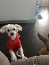 Lost Male Dog last seen Mountain Vista/Vegas Valley, Paradise, NV 89121
