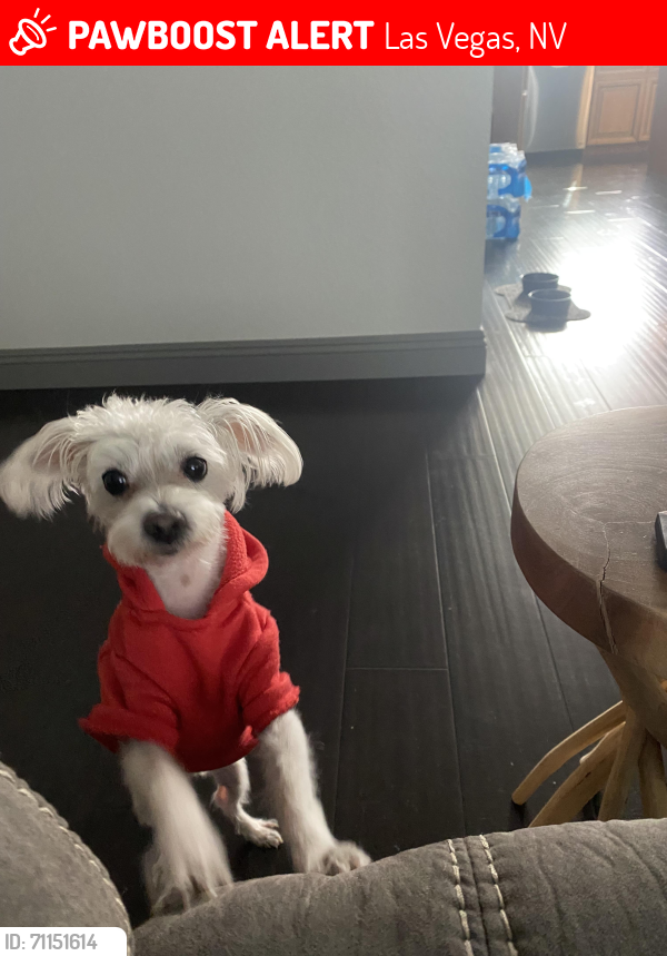 Lost Male Dog last seen Mountain Vista & Vegas Valley, Las Vegas, NV 89121
