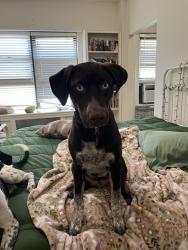 Reunited Male Dog last seen Near withers memphis tn, Memphis, TN 38104