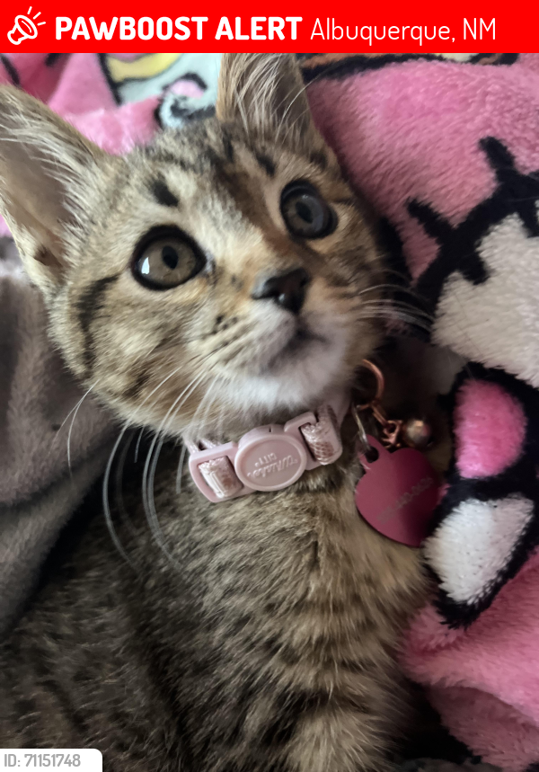 Lost Female Cat last seen Brookline pl, Albuquerque, NM 87114
