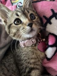 Lost Female Cat last seen Brookline pl, Albuquerque, NM 87114