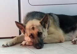 Lost Male Dog last seen Near , Junction City, KS 66441