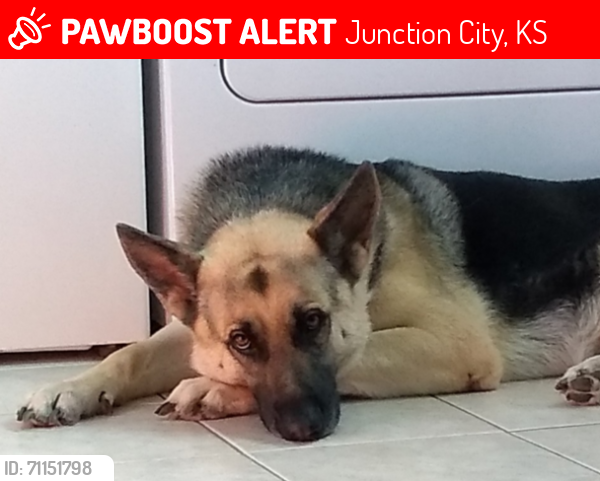 Lost Male Dog last seen Near , Junction City, KS 66441