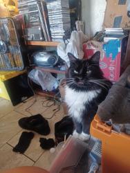 Lost Female Cat last seen Near central ave ne Albuquerque new Mexico tewa lodge, Albuquerque, NM 87108