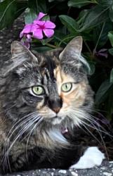 Lost Female Cat last seen Charlesworth park, Campbelltown, SA 5074