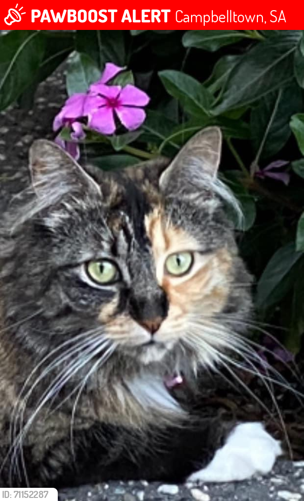 Lost Female Cat last seen Charlesworth park, Campbelltown, SA 5074