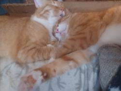 Lost Male Cat last seen Smallwood Rd & Percival Rd, Columbia, SC 29223