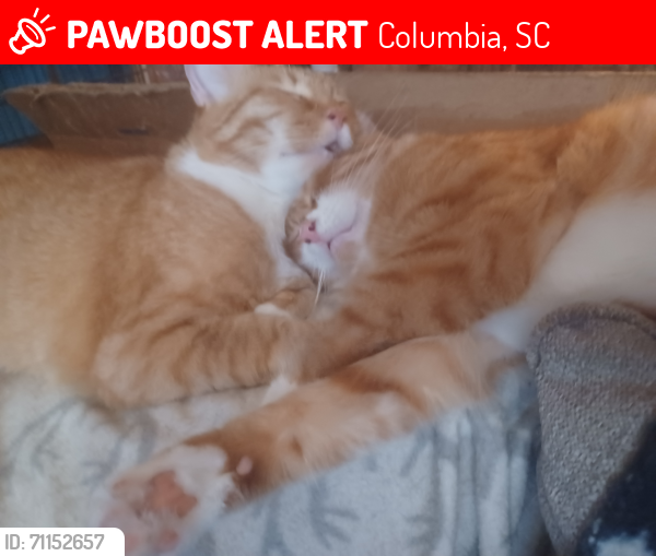 Lost Male Cat last seen Smallwood Rd & Percival Rd, Columbia, SC 29223