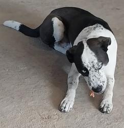 Lost Male Dog last seen N. Shepherd Dr South of Pinemont , Houston, TX 77018