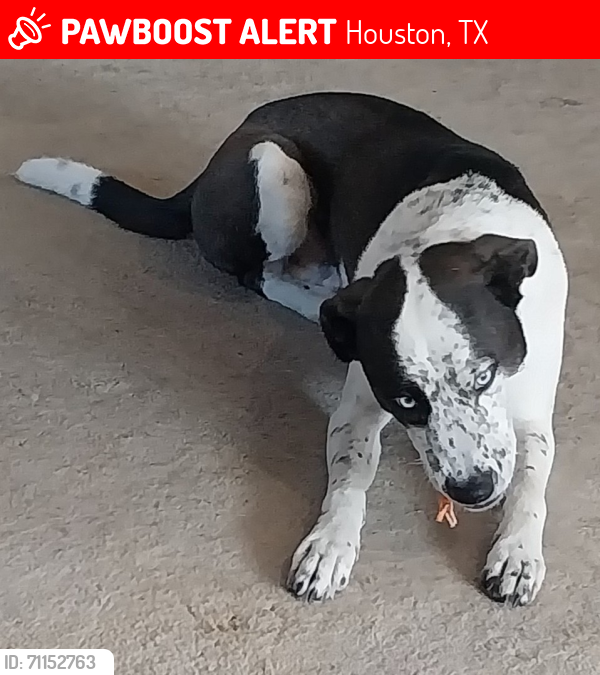 Lost Male Dog last seen N. Shepherd Dr South of Pinemont , Houston, TX 77018