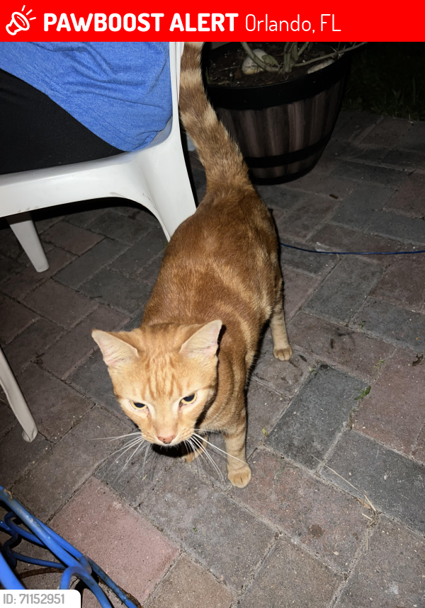 Lost Male Cat last seen Near Plantation Pointe Drive, Orlando, FL 32824