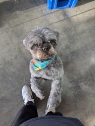 Lost Male Dog last seen Noria Ct., Las Cruces, NM 88012