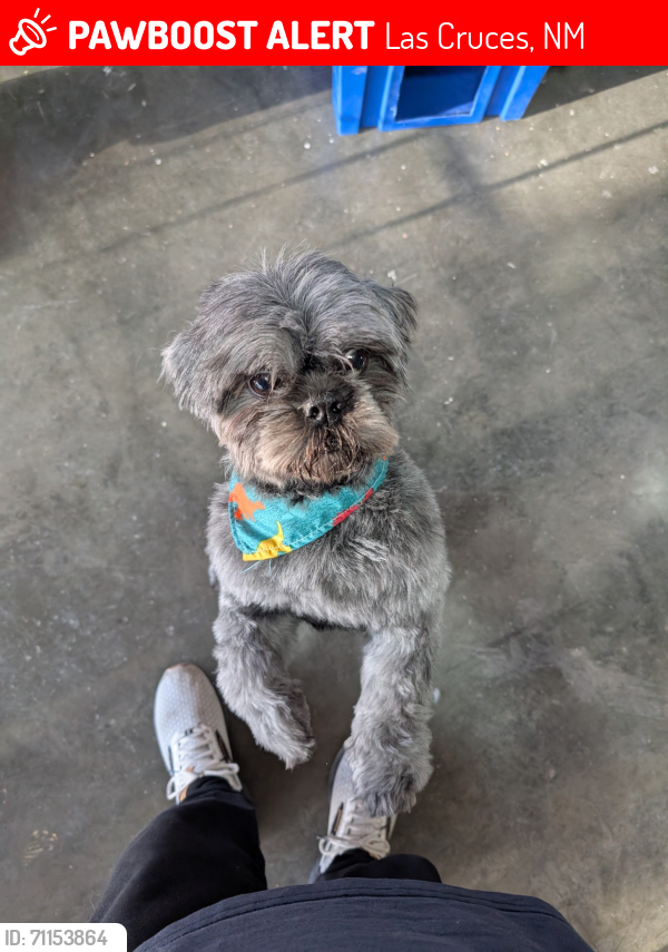 Lost Male Dog last seen Noria Ct., Las Cruces, NM 88012