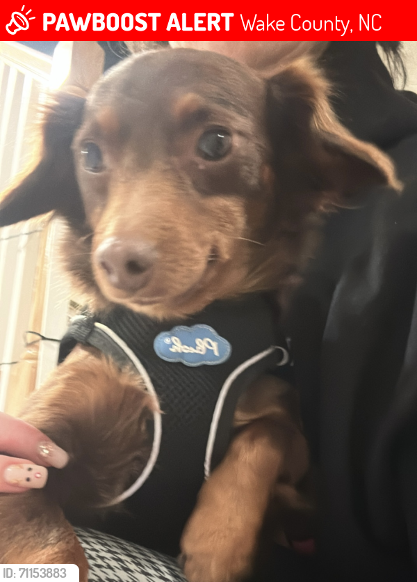 Lost Female Dog last seen Sugarplum Road, Raleigh, Wake County, NC 27604