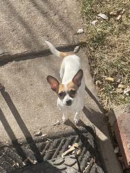Lost Female Dog last seen Morrison and Patton, Denver, CO 80219