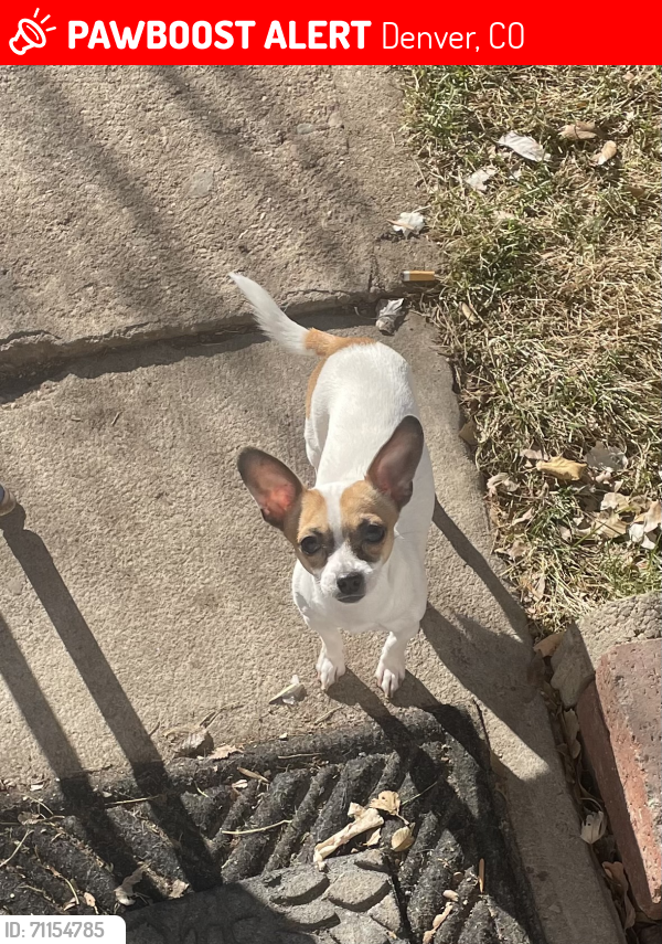 Lost Female Dog last seen Morrison and Patton, Denver, CO 80219