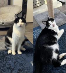 Lost Male Cat last seen KY129PN, Blairhall, Scotland KY12 9PN
