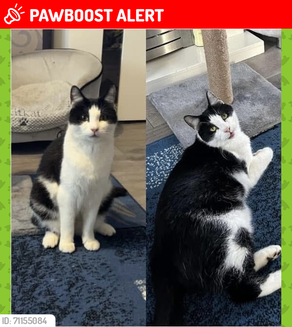 Lost Male Cat last seen KY129PN, Blairhall, Scotland KY12 9PN