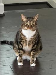 Lost Male Cat last seen Wafflehouse Pine Forest Exit, Northwest Pensacola, FL 32526