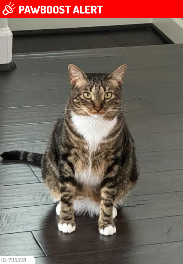 Lost Male Cat last seen Wafflehouse Pine Forest Exit, Northwest Pensacola, FL 32526