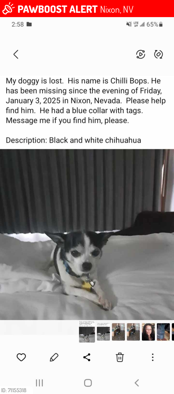 Lost Male Dog last seen Palomino Dr., Pyramid Lake Reservation, Nixon, NV 89424