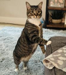 Lost Female Cat last seen Gristmill and Rusk, New Braunfels, TX 78130