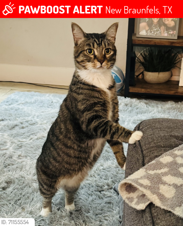 Lost Female Cat last seen Gristmill and Rusk, New Braunfels, TX 78130