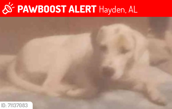 Lost Female Dog last seen County Road 668, Hanceville, AL, USA, Cullman County, AL 35077