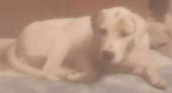 Lost Female Dog last seen County Road 668, Hanceville, AL, USA, Cullman County, AL 35077
