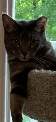 Lost Male Cat last seen Ingleside, Ladson, SC 29456