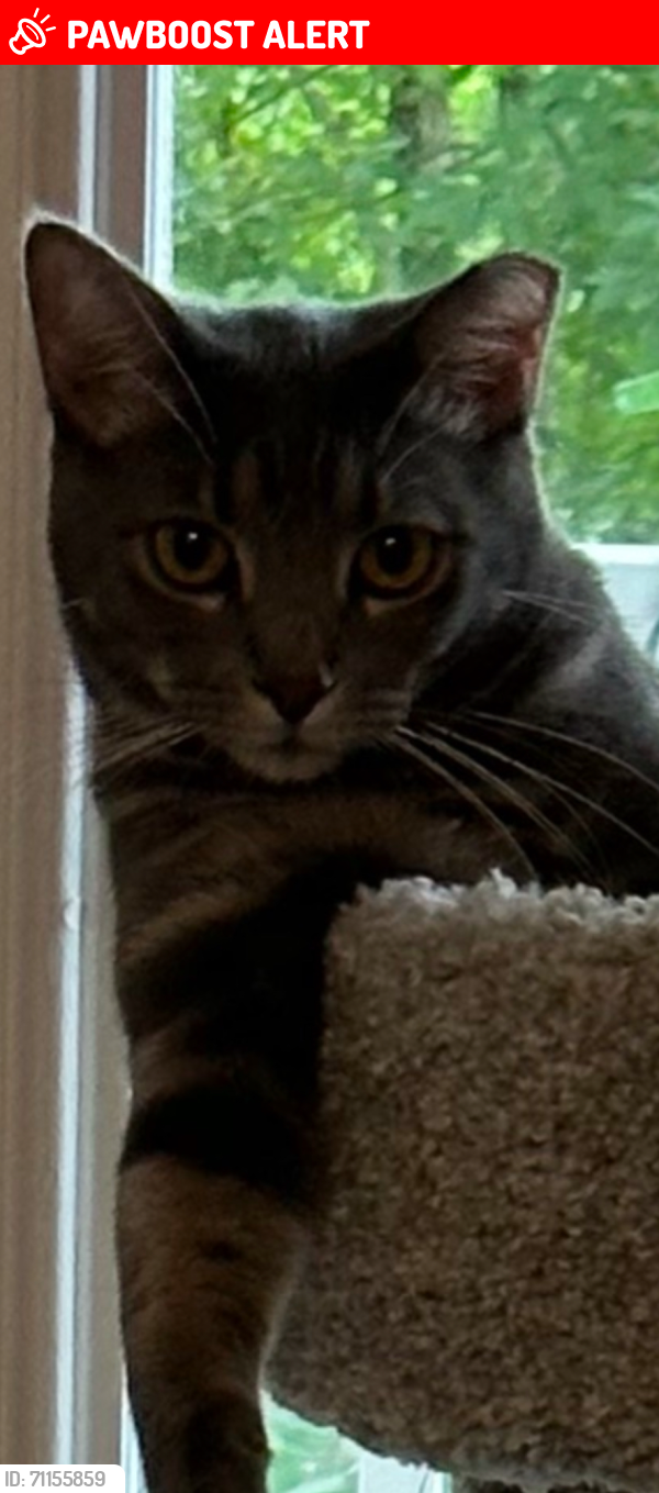 Lost Male Cat last seen Ingleside, Ladson, SC 29456
