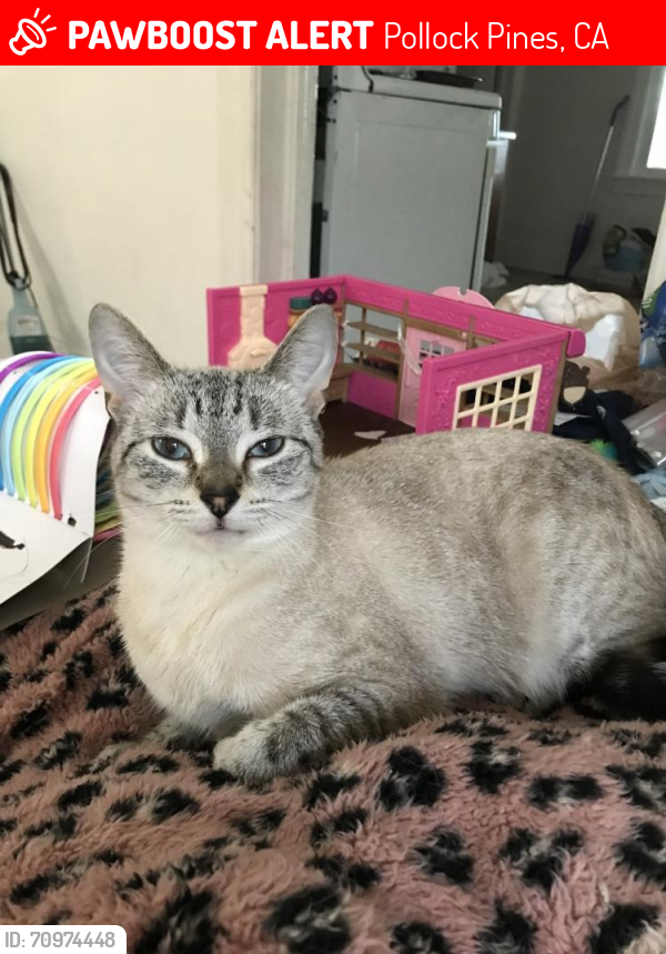 Lost Female Cat last seen Near US-50 #7720, Pollock Pines, CA 95726, Pollock Pines, CA 95726