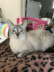 Lost Female Cat last seen Near US-50 #7720, Pollock Pines, CA 95726, Pollock Pines, CA 95726