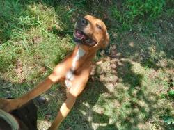 Lost Female Dog last seen Near W Persimmon St, & West Olive Street, Rogers, AR 72756