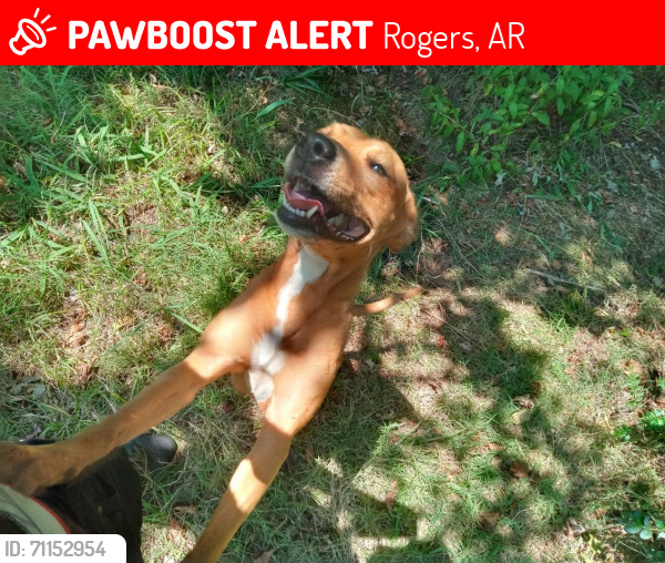 Lost Female Dog last seen Near W Persimmon St, & West Olive Street, Rogers, AR 72756