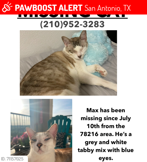 Lost Male Cat last seen Sahara and SanPedro, San Antonio, TX 78216