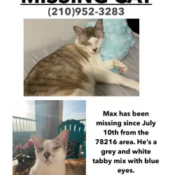 Lost Male Cat last seen Sahara and SanPedro, San Antonio, TX 78216
